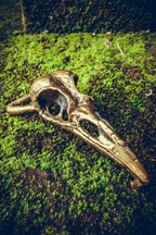 Brass Old Crow Skull belt buckle - anahata designs