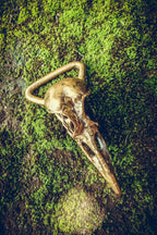 Brass Old Crow Skull belt buckle - anahata designs